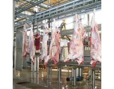 Abattoir for cattle and sheep